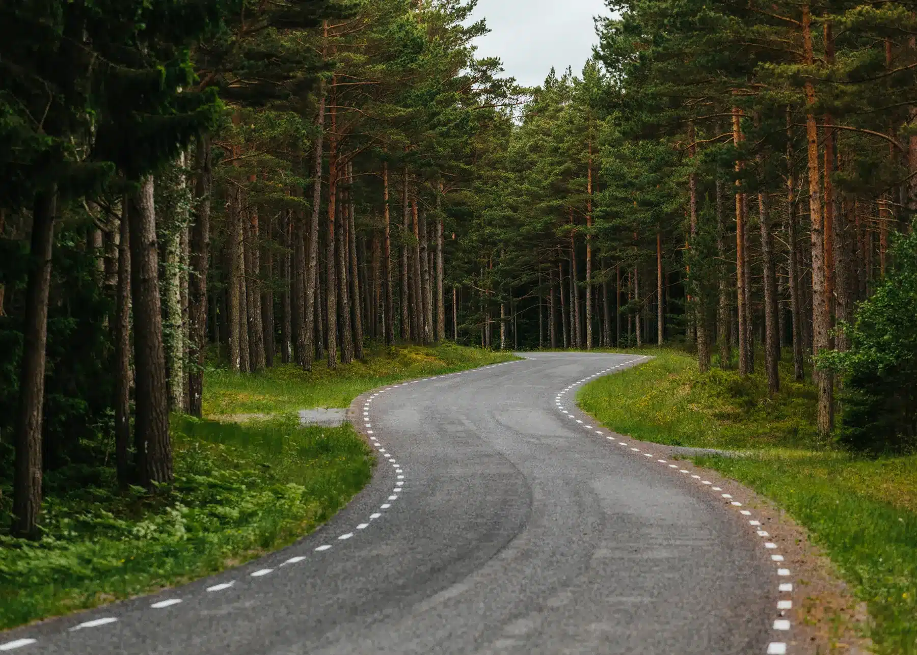 A road through a forest